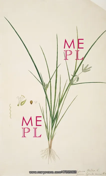 : Cyperus sp. sedge : Cyperus sp. sedge