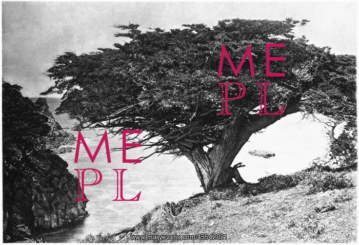 : Cypress - Point Lobos - Nature : Cypress - Point Lobos - Nature