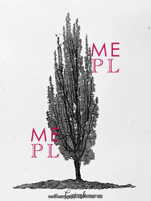 : Cypress tree : Cypress tree
