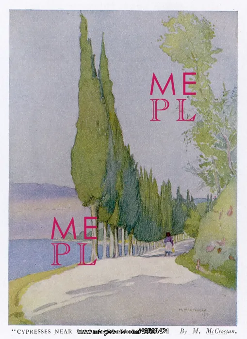 : Cypress Trees in Italy