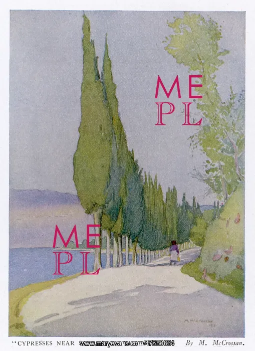 : Cypress Trees in Italy : Cypress Trees in Italy