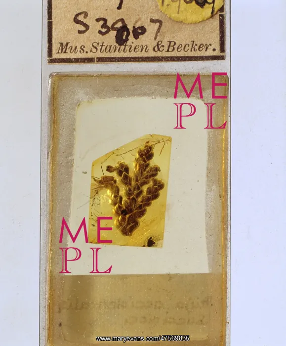 : Cypress twig in Baltic amber : Cypress twig in Baltic amber