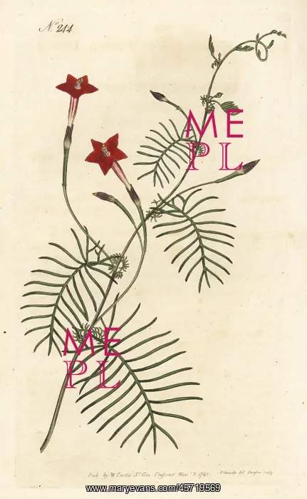 : Cypress vine, Ipomoea quamoclit : Cypress vine, Ipomoea quamoclit