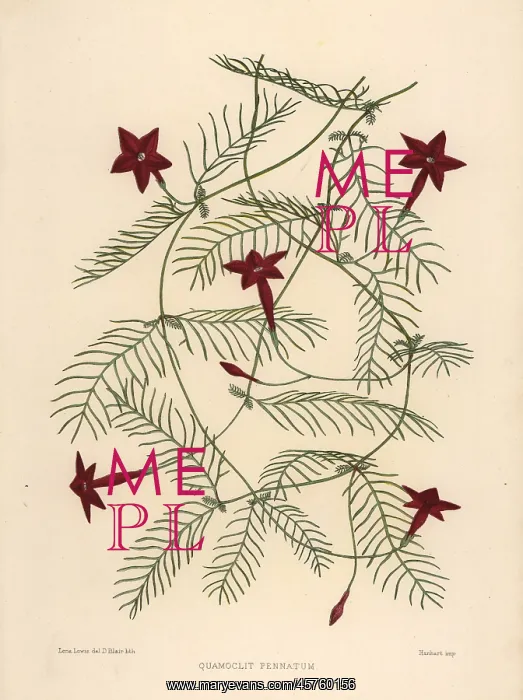 : Cypress vine, Ipomoea quamoclit : Cypress vine, Ipomoea quamoclit