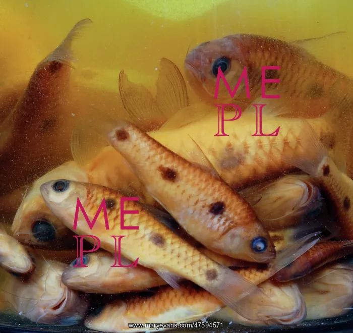 : Cyprinid fish : Cyprinid fish