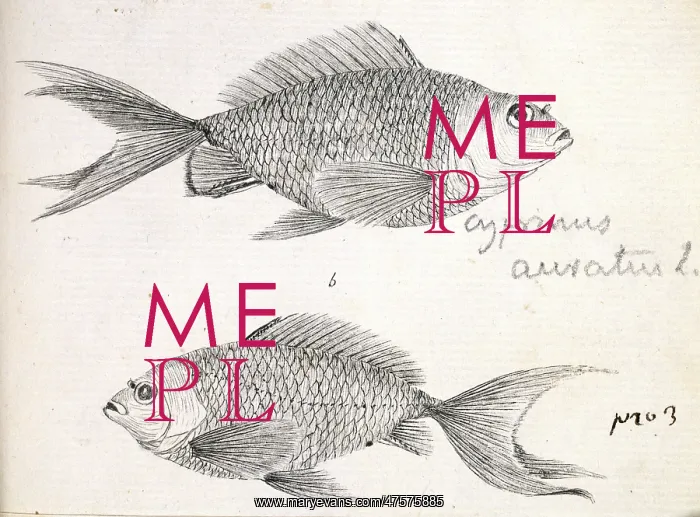 : Cyprinus auratus, goldfish : Cyprinus auratus, goldfish