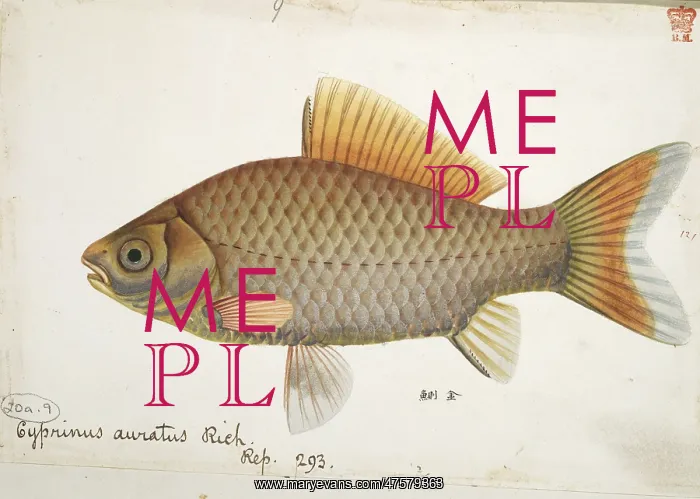 : Cyprinus auratus, goldfish : Cyprinus auratus, goldfish
