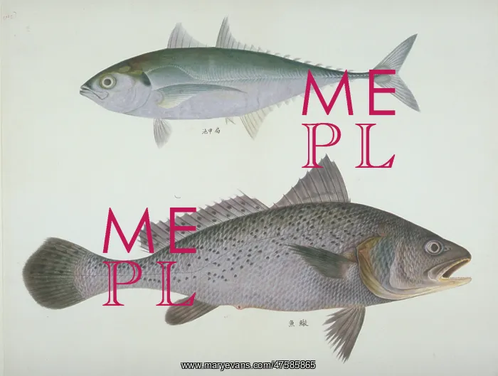 : Cyprinus auratus, goldfish : Cyprinus auratus, goldfish
