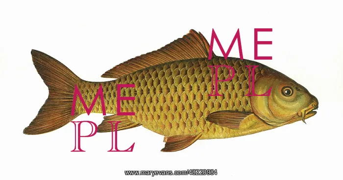 : Cyprinus carpio, or Common Carp : Cyprinus carpio, or Common Carp