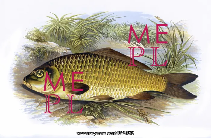 : Cyprinus carpio, or Common Carp : Cyprinus carpio, or Common Carp