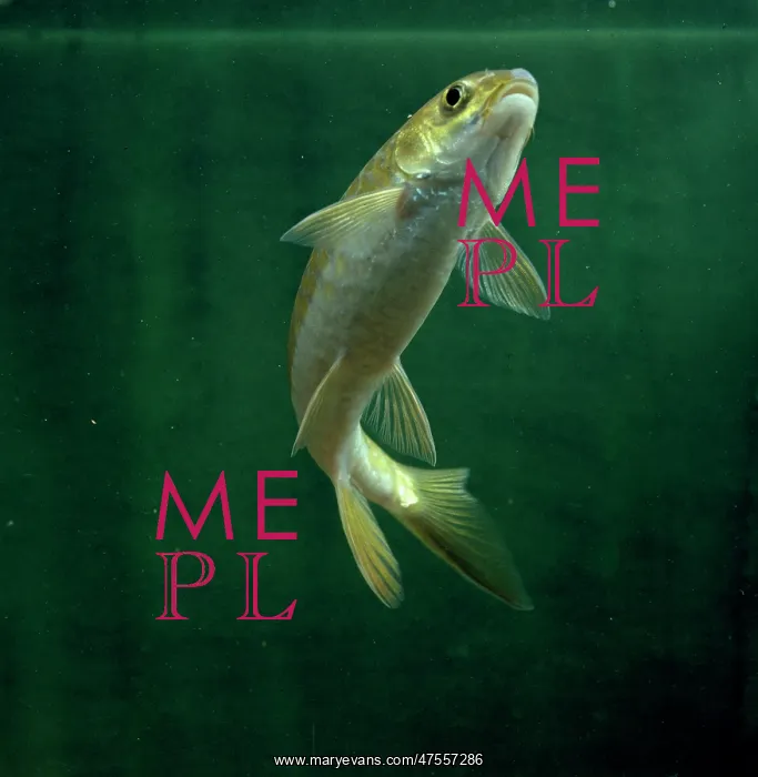 : Cyprinus carpio, koi carp : Cyprinus carpio, koi carp