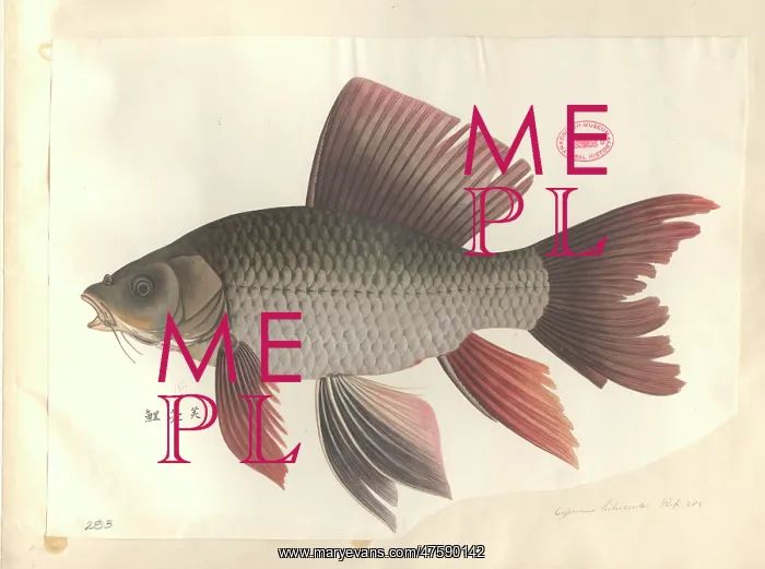 : Cyprinus hybiscoides, common carp : Cyprinus hybiscoides, common carp