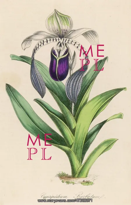  : CYPRIPEDIUM BARBATUM