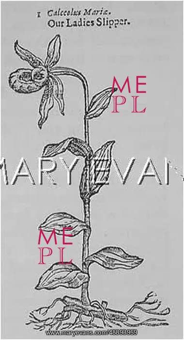 : CYPRIPEDIUM CALCEOLIS