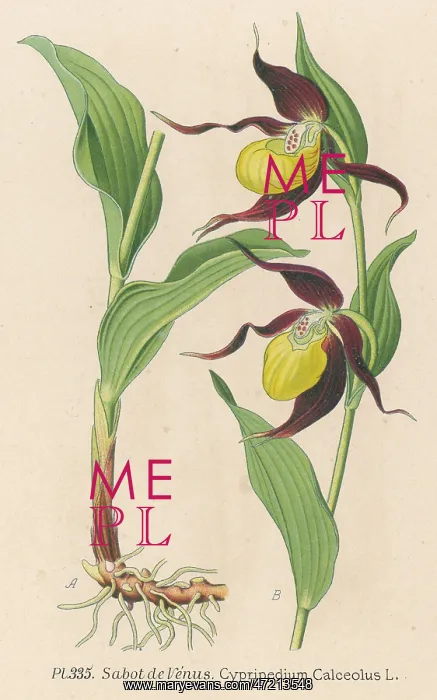  : CYPRIPEDIUM CALCEOLUS