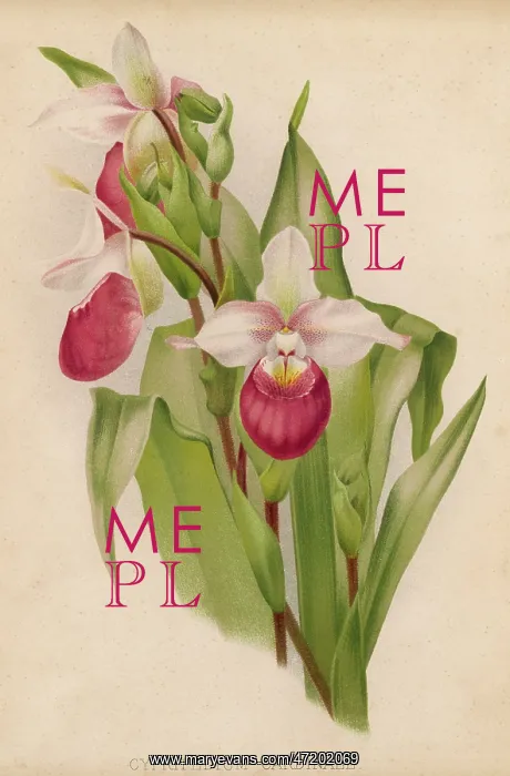 : CYPRIPEDIUM CARDINALE : CYPRIPEDIUM CARDINALE