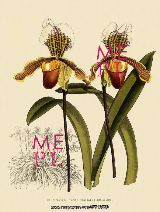 : Cypripedium Insigne Punctatum Violaceum : Cypripedium Insigne Punctatum Violaceum