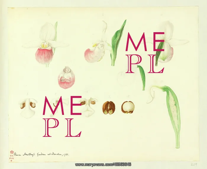 : Cypripedium reginae : Cypripedium reginae