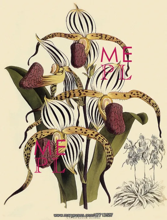 : Cypripedium Stonei : Cypripedium Stonei