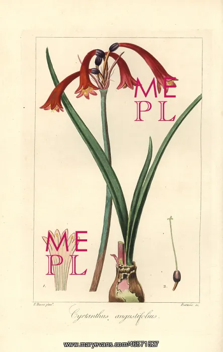 : Cyrtanthus angustifolius : Cyrtanthus angustifolius