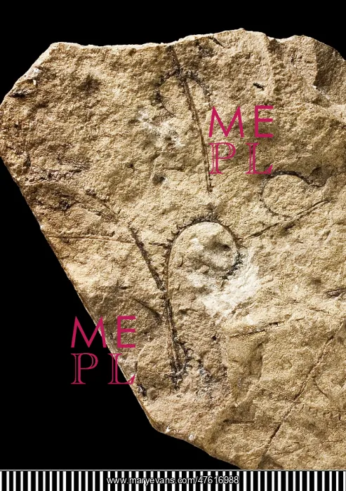 : Cyrtograptus, graptolite : Cyrtograptus, graptolite
