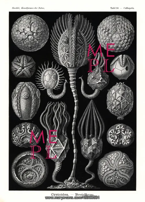 : Cystoidea extinct echinoderms : Cystoidea extinct echinoderms