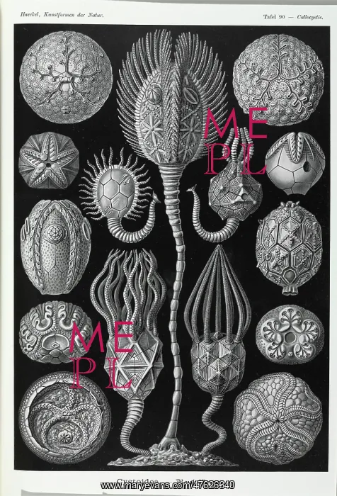 : Cystoidea; extinct stalked echinoderm : Cystoidea; extinct stalked echinoderm