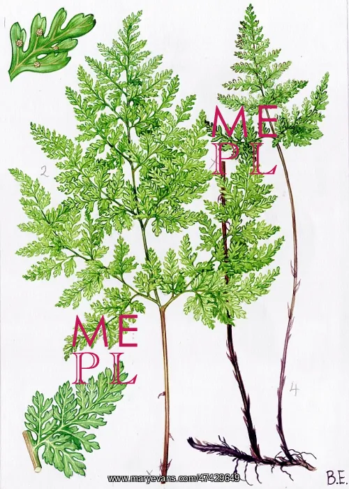  : Cystopteris montana