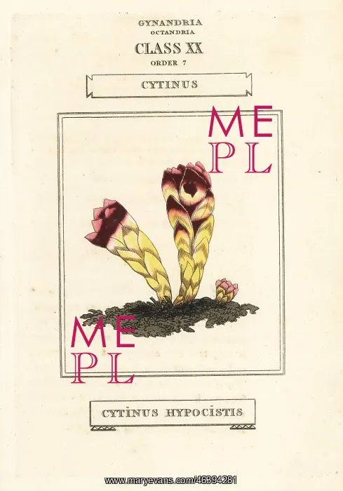 : Cytinus hypocistis : Cytinus hypocistis