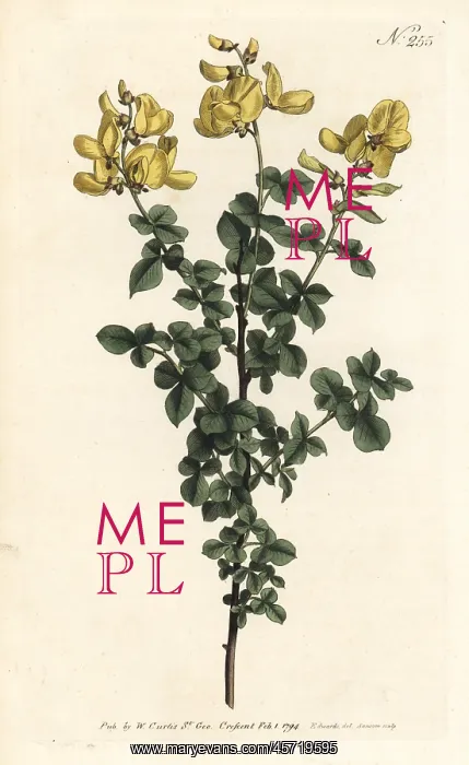 : Cytisophyllum sessilifolium : Cytisophyllum sessilifolium