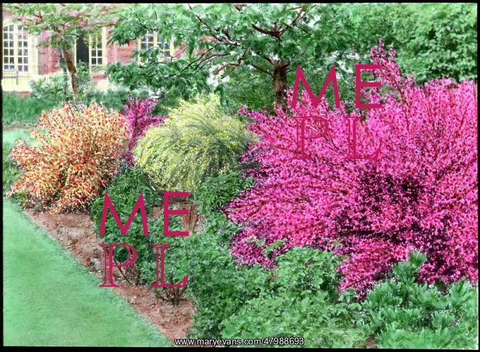 : Cytisus border (Broom) : Cytisus border (Broom)