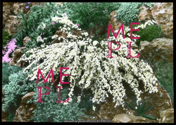 : Cytisus Kimensis (Broom) : Cytisus Kimensis (Broom)