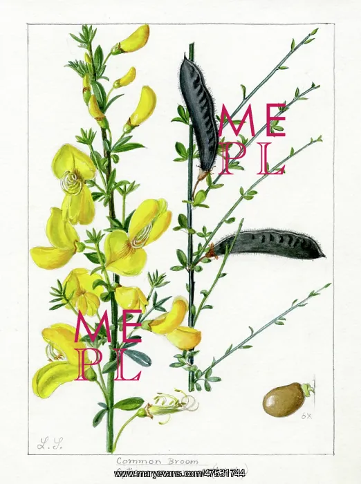 : Cytisus scoparius - common broom : Cytisus scoparius - common broom