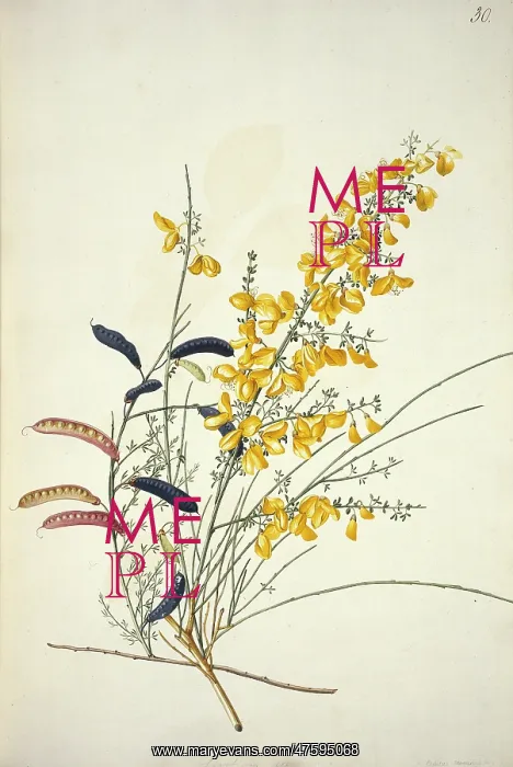  : Cytisus scoparius L. Scotch broom