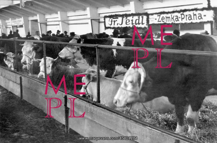  : Czechoslovakia, showcase milk cows