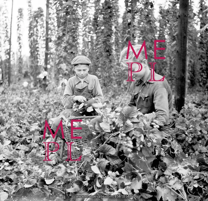  : Czechoslovakia - Zatec - hops harvest