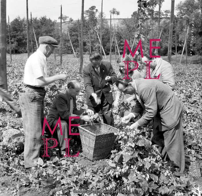  : Czechoslovakia - Zatec - hops harvest
