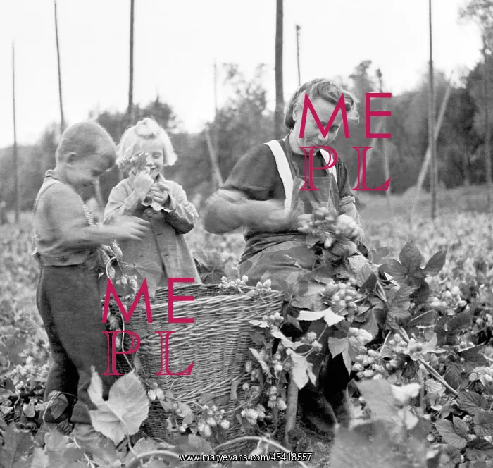: Czechoslovakia - Zatec - hops harvest : Czechoslovakia - Zatec - hops harvest