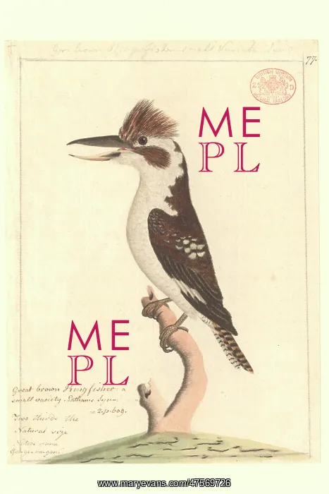 : Dacela novaeguineae, laughing kookaburra : Dacela novaeguineae, laughing kookaburra