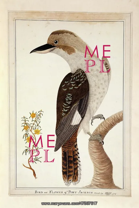 : Dacelo novaeguineae, laughing kookaburra : Dacelo novaeguineae, laughing kookaburra