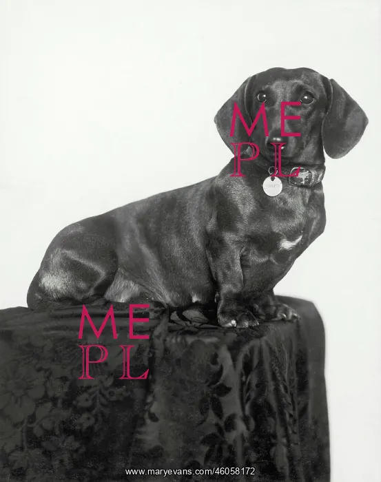  : Dachshund. Photograph by Trude Geiringer  /  Dora Horovitz. Around 1930