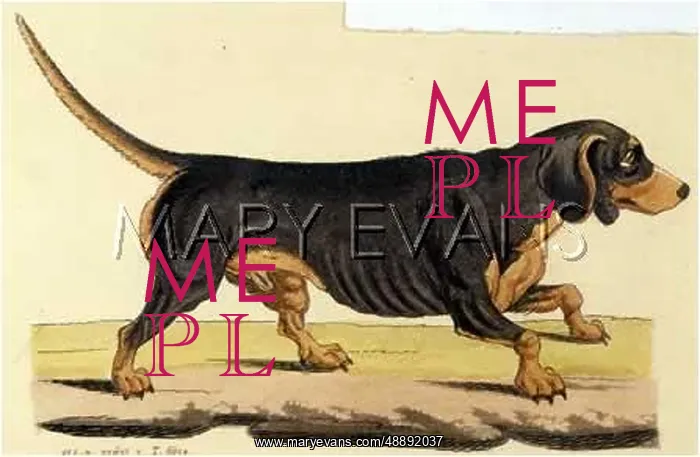 : DACHSHUND. Example of an early type of smooth haired black : DACHSHUND. Example of an early type of smooth haired black
