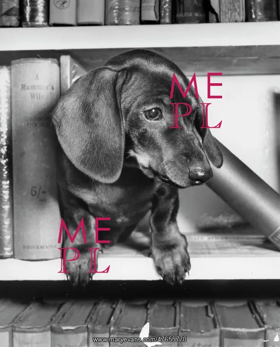 : Dachshund on a bookshelf : Dachshund on a bookshelf