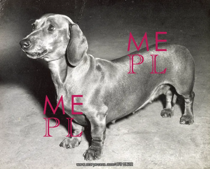  : Dachshund dog