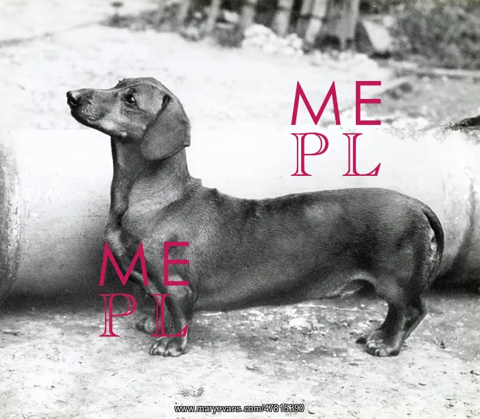  : Dachshund dog