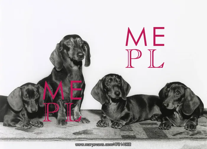  : Four Dachshund dogs