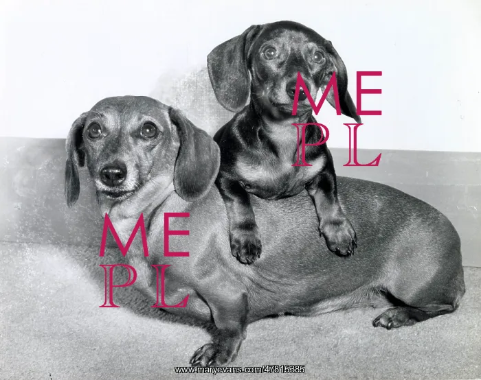  : Two Dachshund dogs