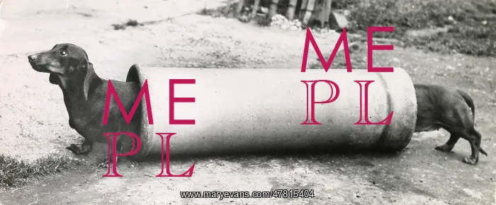  : Two Dachshund dogs at either end of a long pipe