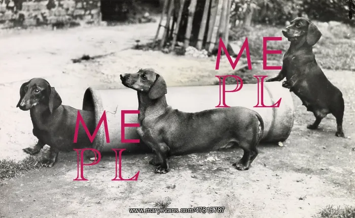  : Three Dachshund dogs playing with a pipe