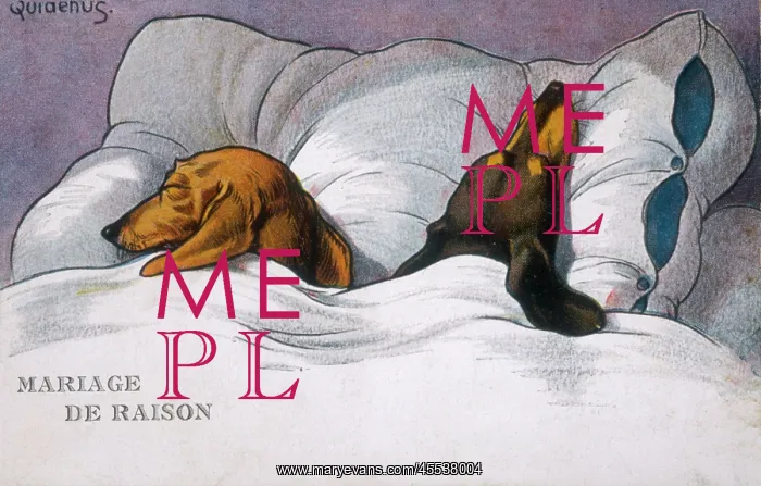  : Dachshund dogs sleeping in bed